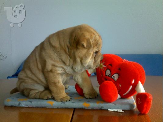 PoulaTo: Kαλή τιμή!!!.Πουλάω όμορφα κουτάβια ράτσα SHAR-PEI - Σαρ Πέι- 350 euro
